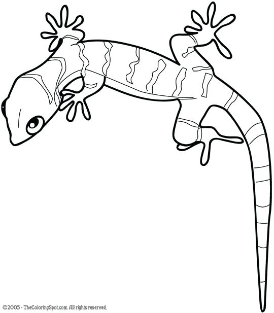 540x617 Lizard Coloring Growth Gecko Coloring Page Animal Pages Lizard