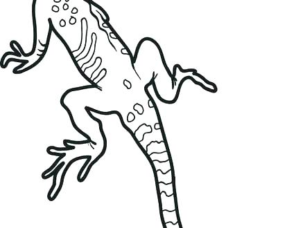 440x330 Lizard Coloring Pages Lizards Coloring Pages Simple Lizard