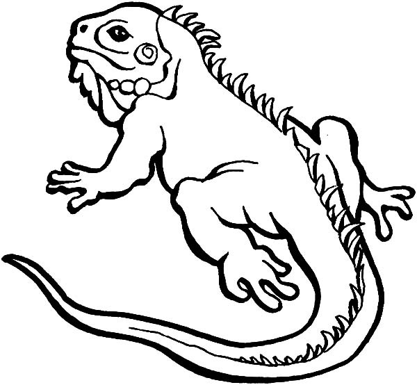 600x554 Lizard Coloring Pages To Print Best Of Lizards Coloring Pages Free