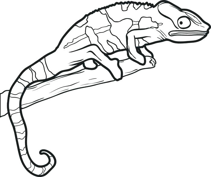 700x588 Reptiles Coloring Pages Reptiles Coloring Pages Cool Lizard
