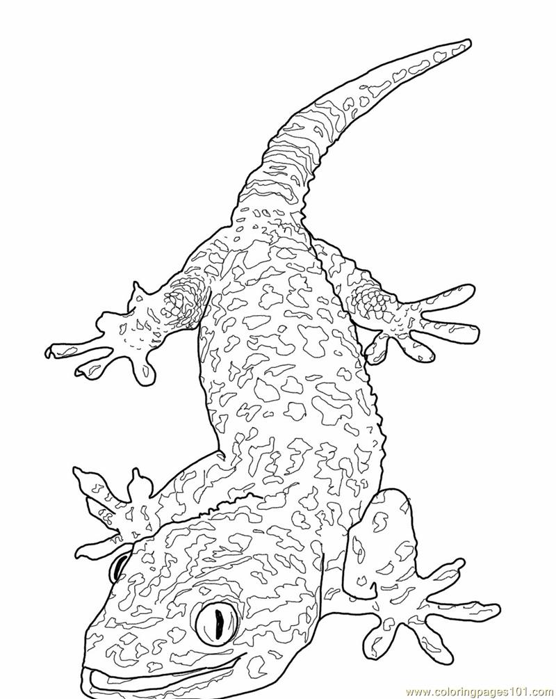 800x1005 Revealing Lizard Coloring Page Pages