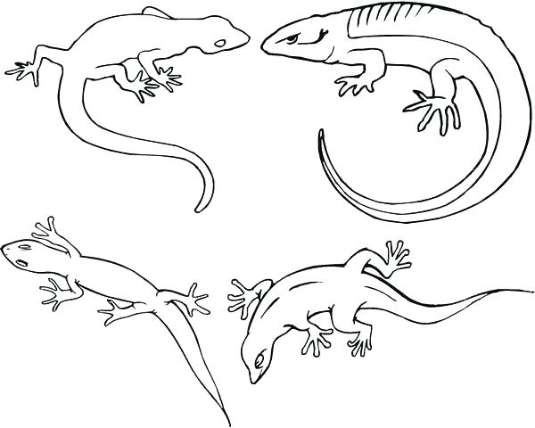 600x480 Gecko Coloring Page Lizard Coloring Pages Reptiles Coloring Pages