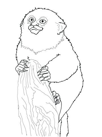360x480 Monkey Coloring Pages Baby Tunes Cute Monkey Coloring Pages Sheets