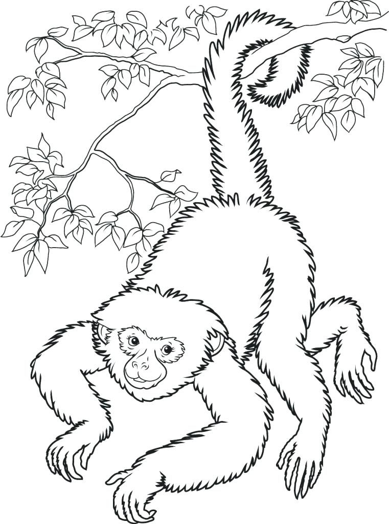 761x1024 Spider Monkey Coloring Page Free Monkey Coloring Pages Spider