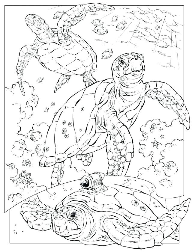 650x841 Free Printable Ocean Fabulous Printable Ocean Coloring Pages
