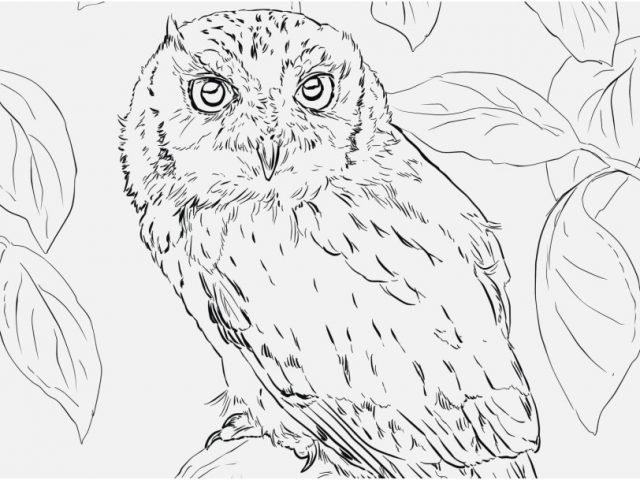 640x480 Free Owl Coloring Pages View Coloring Pages Owl Coloring Pages