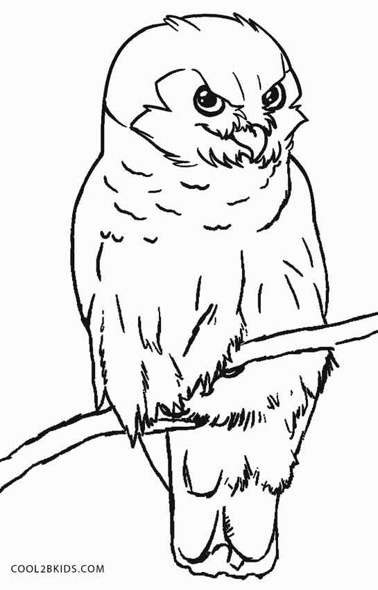 545x850 Free Printable Owl Coloring Pages For Kids