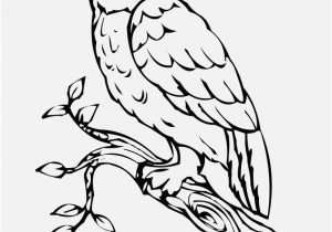 300x210 Free Owl Coloring Pages Picture Owls Coloring Pages Cute Owl