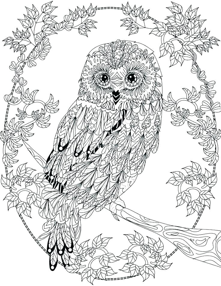 736x952 Owl Colouring Pages