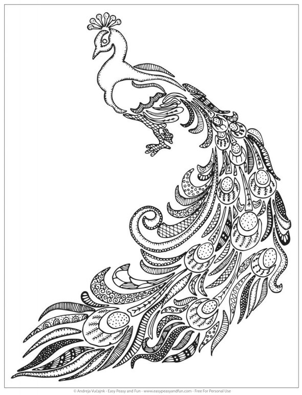 590x772 Peacock Coloring Pages For Adults