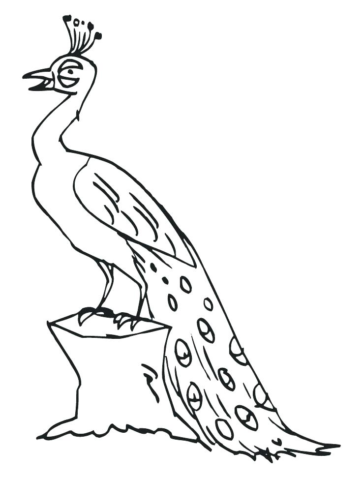738x972 Peacock Coloring Pages Lovely Peacock Color Page Crayola Photo
