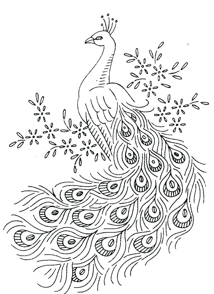 729x1000 Peacock Feather Coloring Page Peacock Feathers Coloring Pages Free