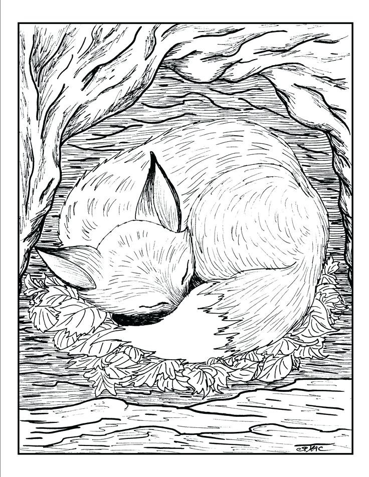 736x952 Coloring Pages Adults Foxes