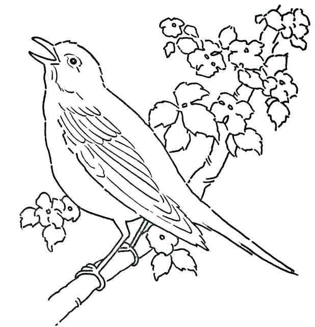 618x641 Bird Coloring Pages Printable