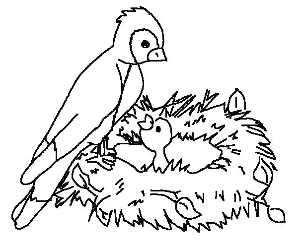 600x500 Bird Coloring Pages