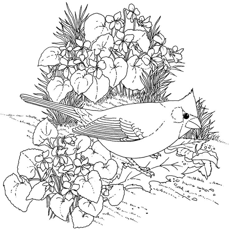 736x738 Bird Coloring Pages For Adults Images About Animais