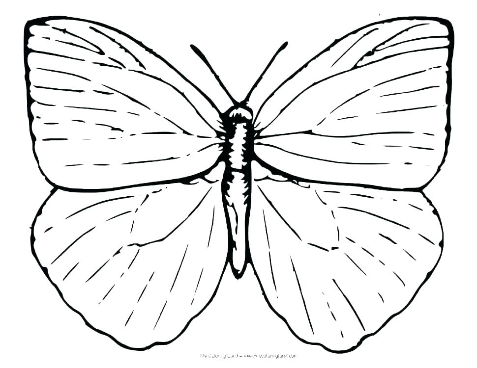 970x750 Monarch Butterfly Coloring Pages Life Cycle Of A Butterfly