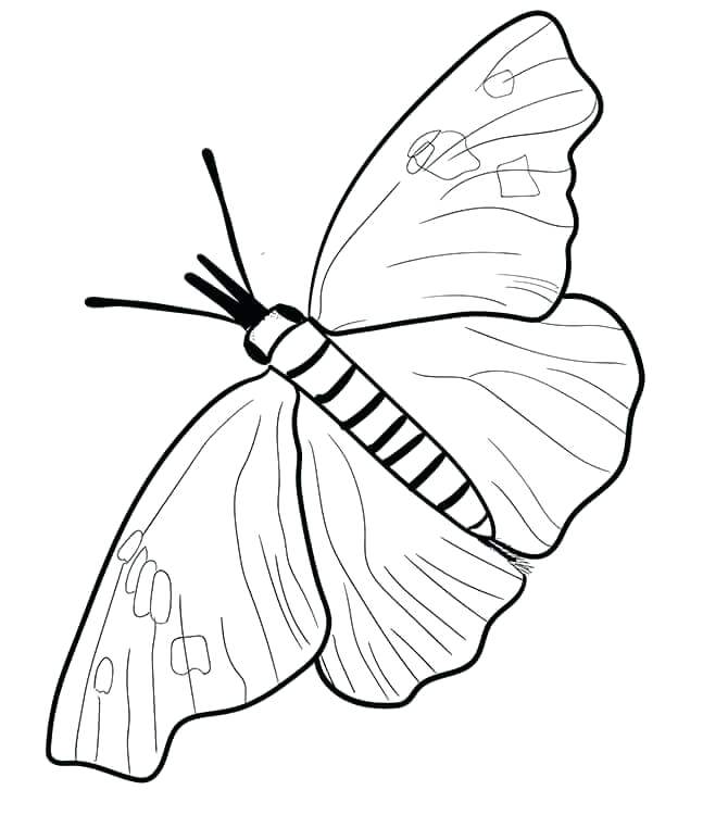 647x750 Printable Monarch Butterfly Coloring Pages Free Snout Page