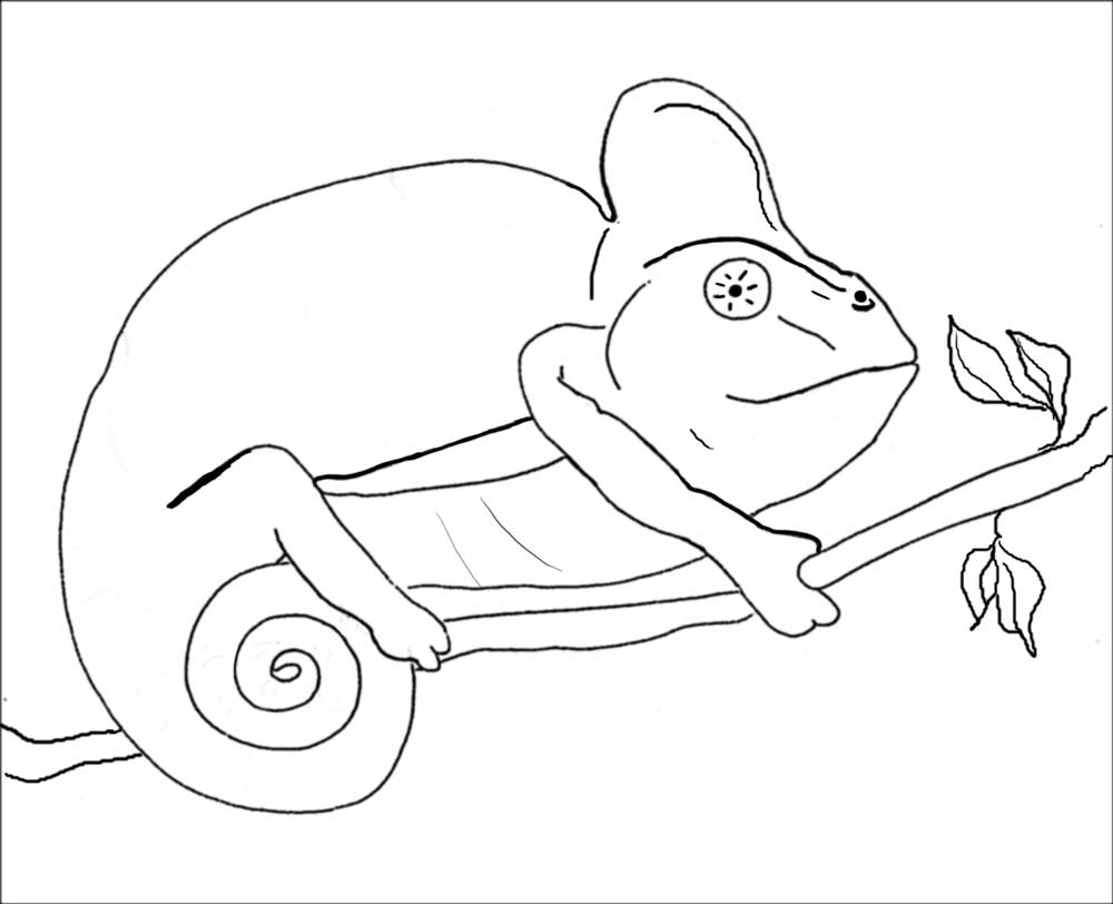 1000x812 Unique Chameleon Coloring Page Gallery Printable Coloring Sheet
