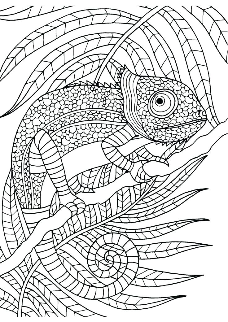 736x1040 Chameleon Coloring Page