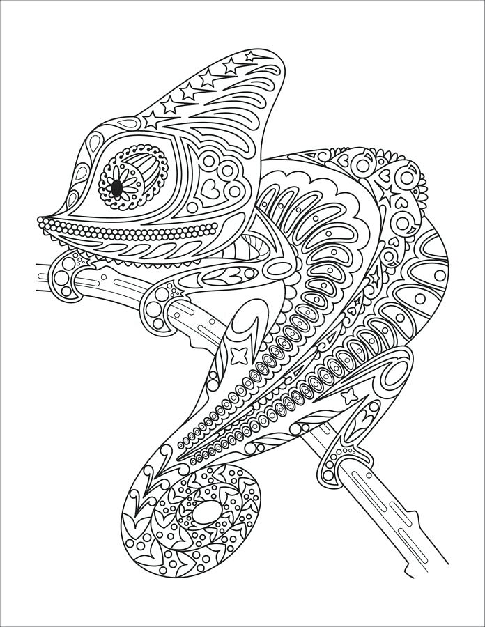 696x900 Chameleon Coloring Page Download Monochrome Chameleon Coloring