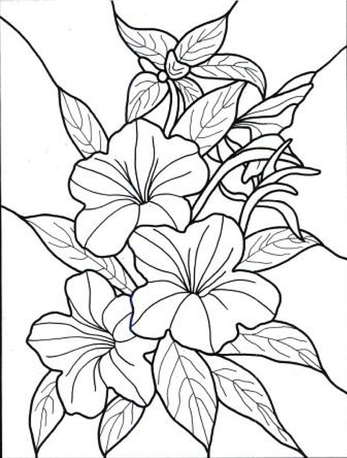 682x900 Nice Looking Flower Coloring Pages For Adults Flowers Butterfly