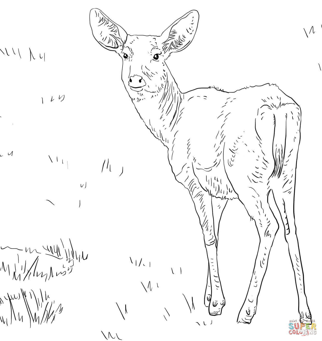 1334x1410 White Tail Deer Coloring Page Free Printable Pages Beautiful