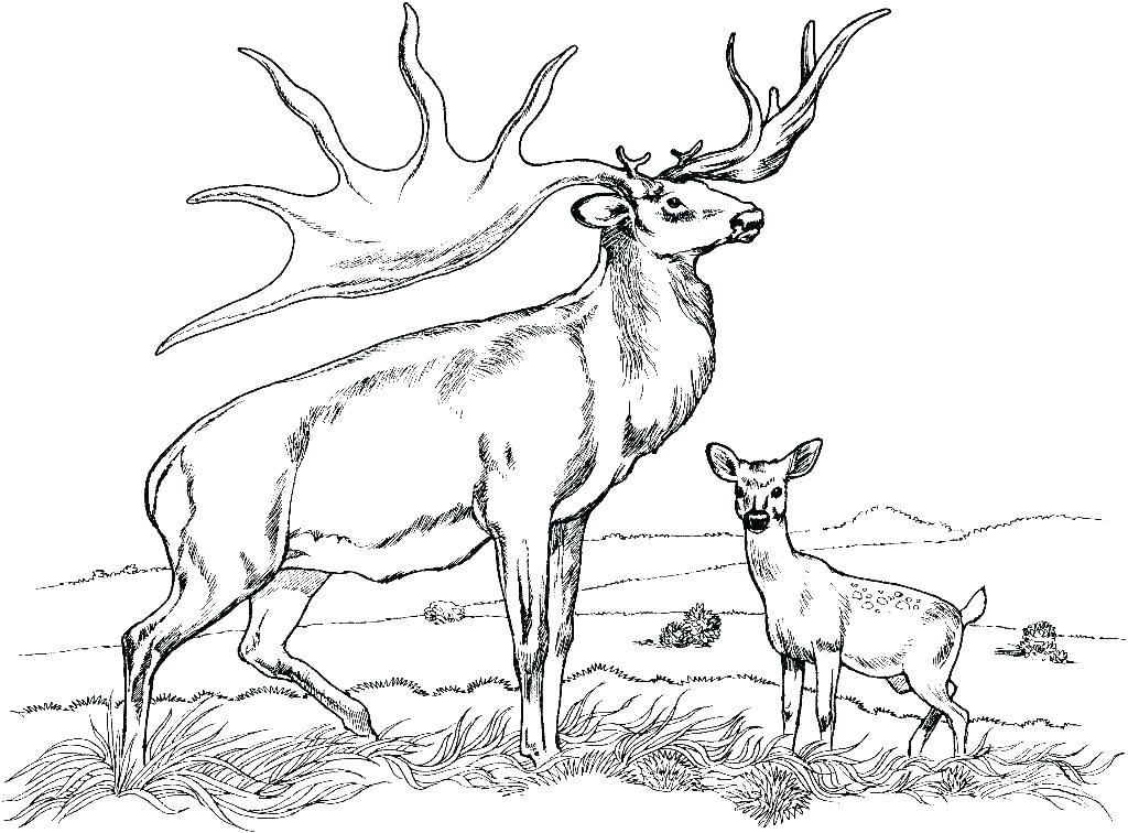 1024x756 Printable Deer Coloring Pages For Adults