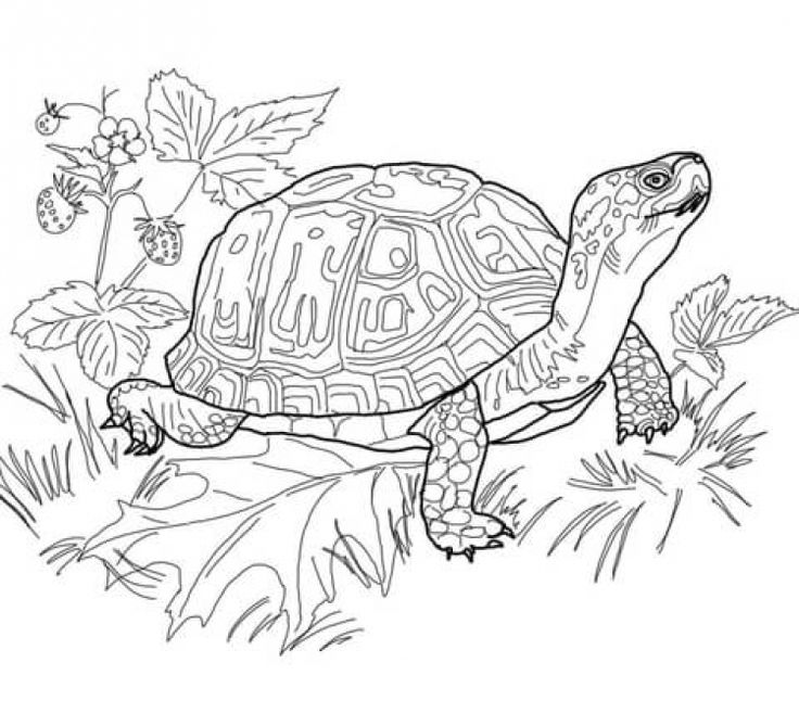 Free Printable Difficult Coloring Pages For Adults