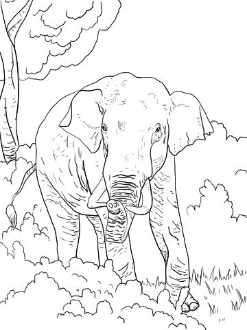 360x480 Elephant Coloring Page Free Printable Coloring Pages Indian
