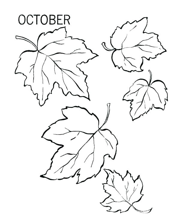 600x734 Fall Leaves Coloring Pages Printable Free Printable Fall Leaf