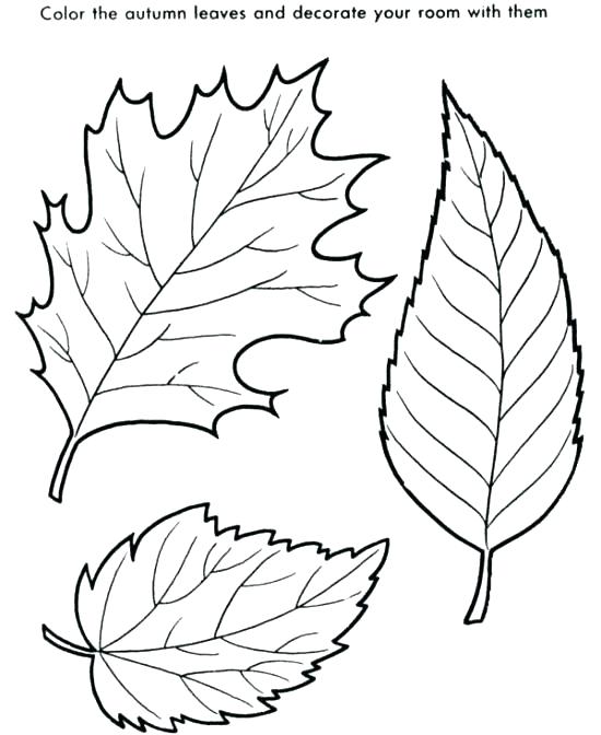 550x672 Leaf Color Pages Fall Leaves Coloring Pages Fall Leaves Coloring