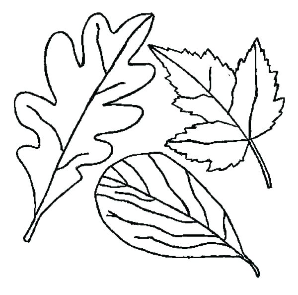 600x593 Free Printable Fall Leaves Coloring Pages Icontent
