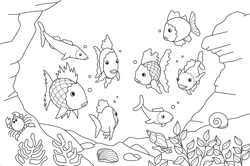 800x533 Fish Coloring Also Free Printable Fish Coloring Pages Printable