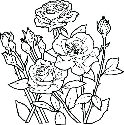 500x503 Free Printable Flower Coloring Pages Flower Pot Coloring Pages