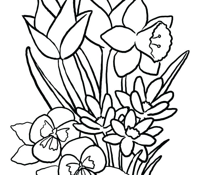 678x600 Hawaiian Flower Coloring Pages Printable Free Printable Flowers