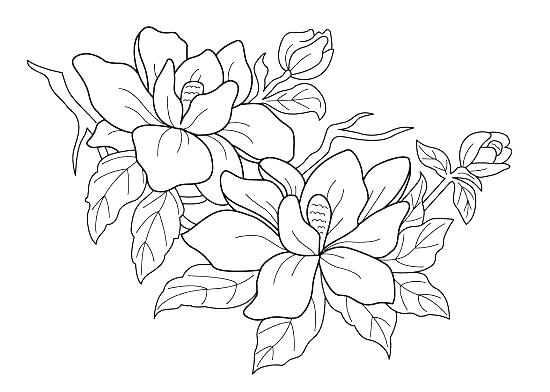 550x392 Realistic Flower Coloring Pages Free Printable Realistic Flower