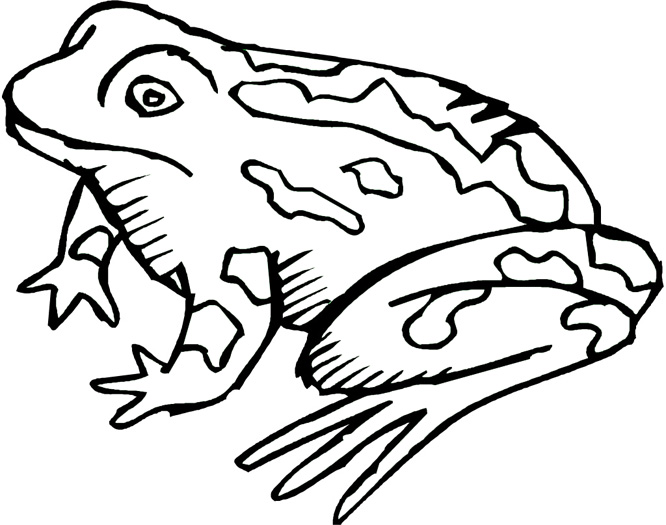 666x525 Free Frog Coloring Pages