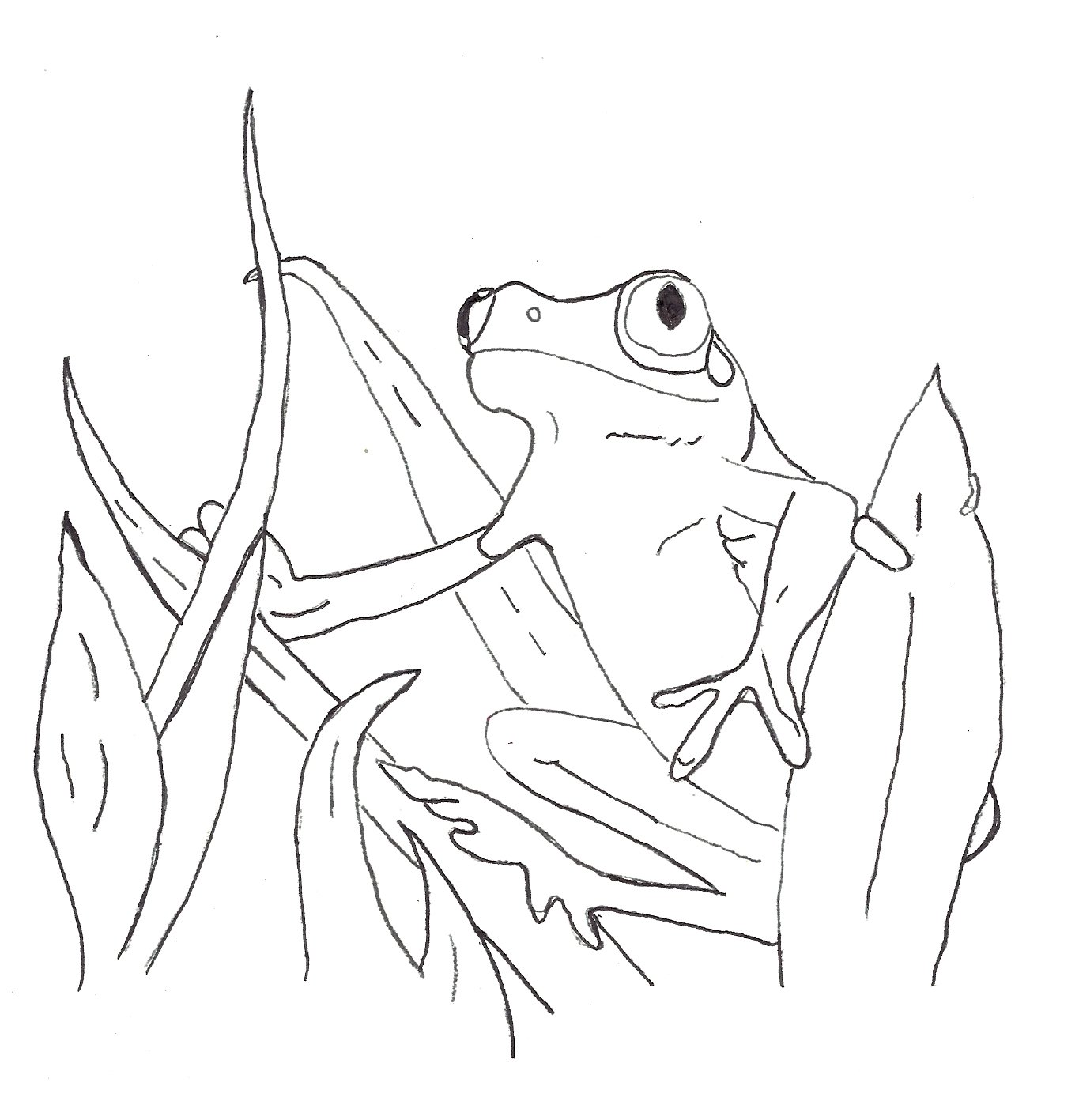 1365x1417 Free Printable Frog Coloring Pages For Kids