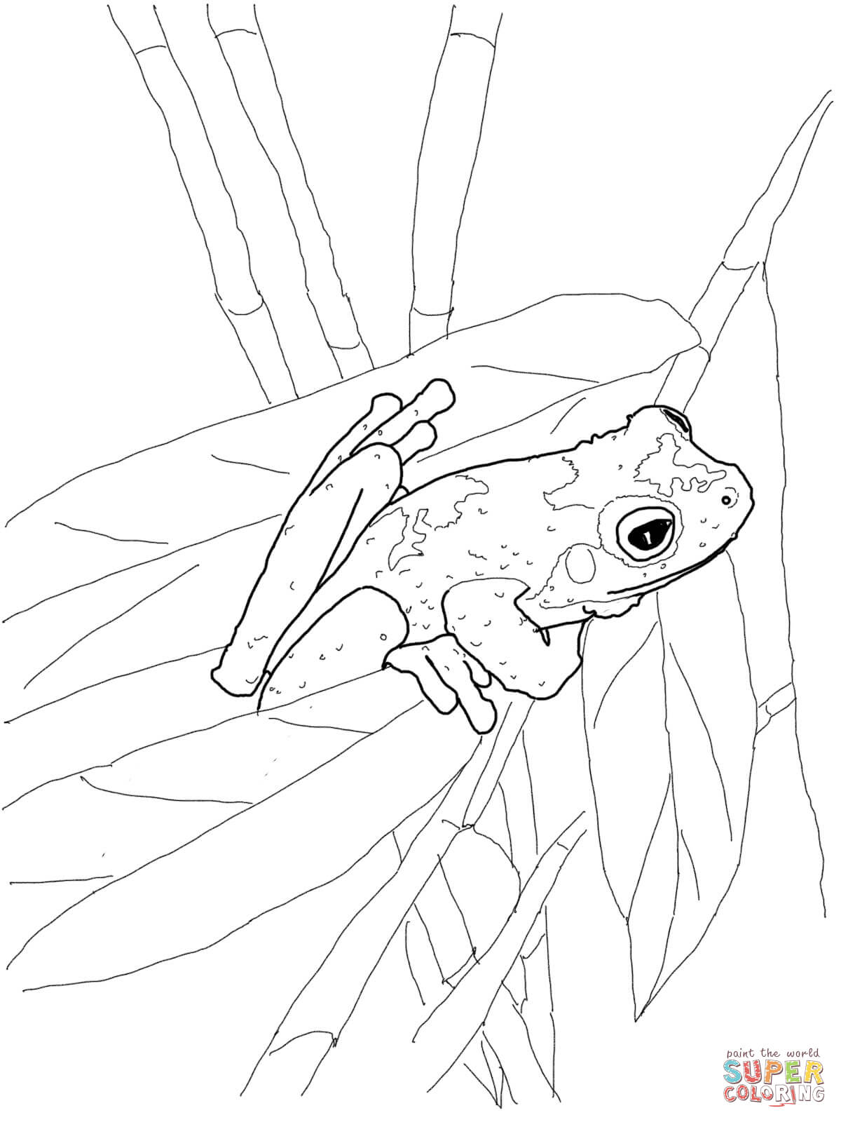 1200x1600 Red Eyed Tree Frog Clipart Coloring Page