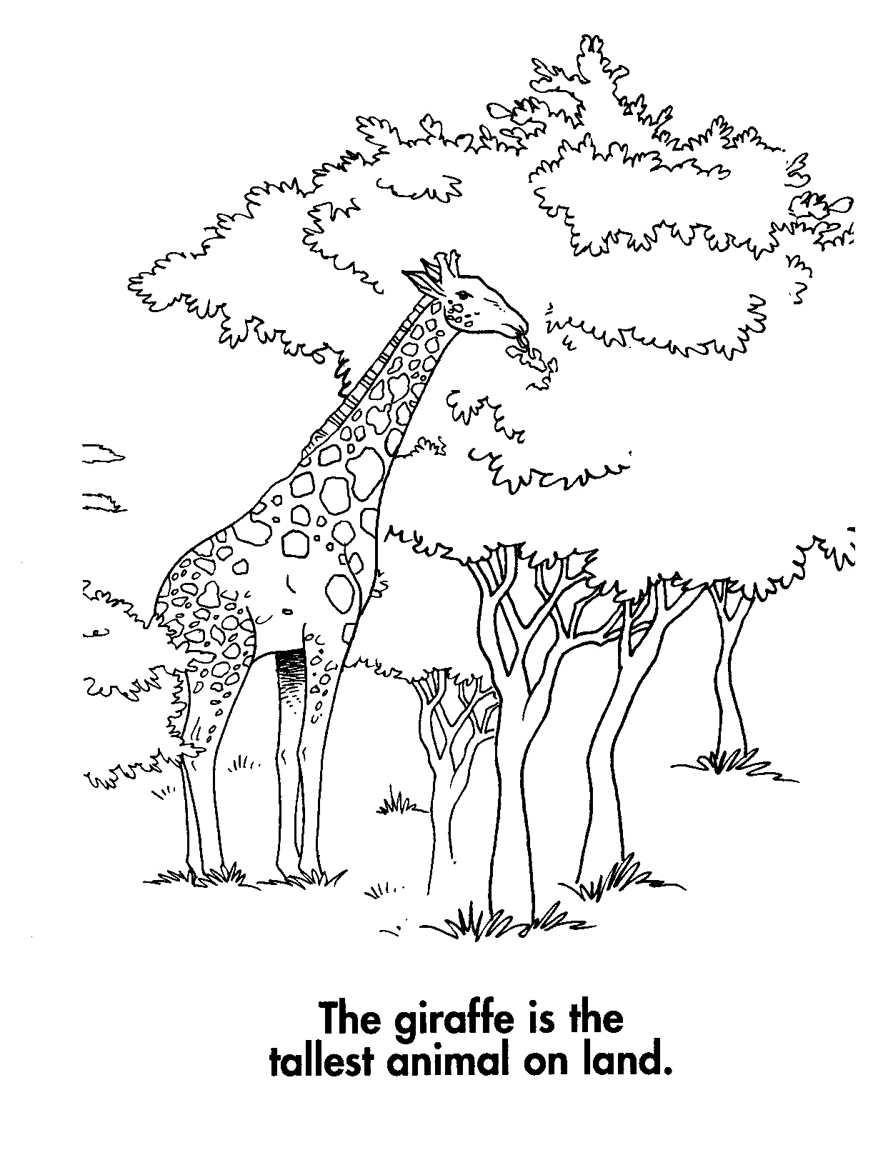 1250x1610 Free Printable Giraffe Coloring Pages For Kids