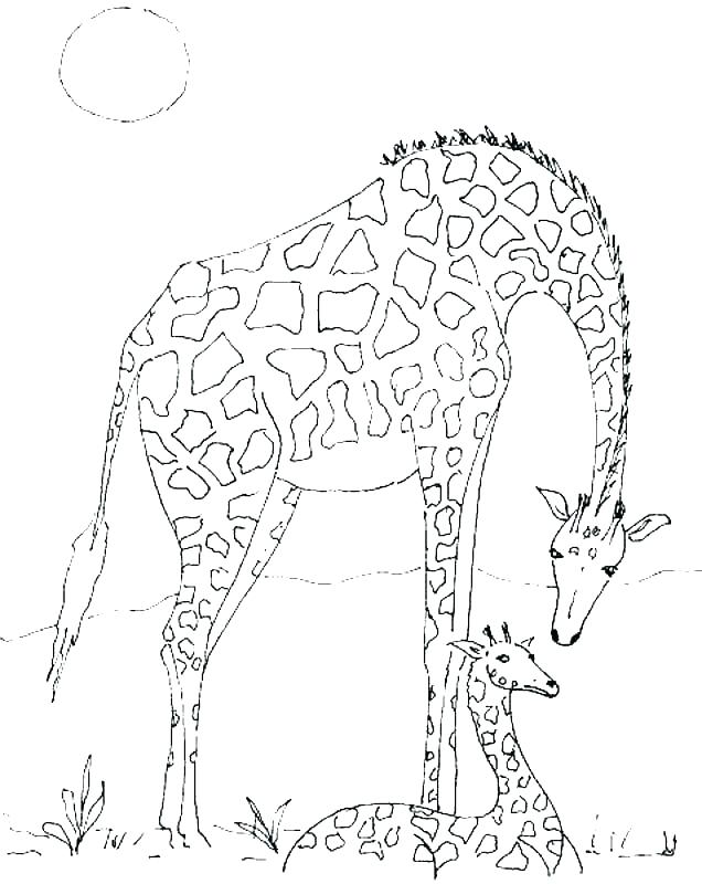 636x800 Giraffe Coloring Pictures Cartoon Giraffe Coloring Page Giraffe