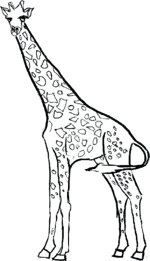 300x522 Printable Giraffe Coloring Pages Coloring Pages Flowers Free