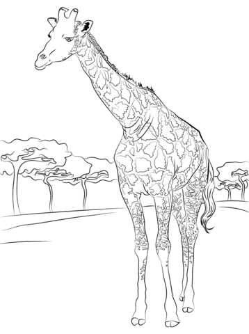 358x480 Printable Giraffe Pictures Giraffes Coloring Pages Free Coloring