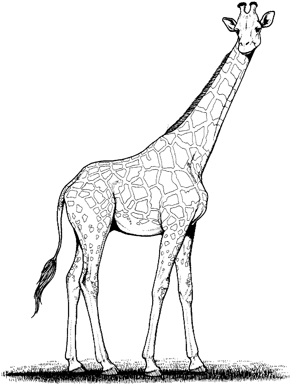 1134x1500 Free Printable Giraffe Coloring Pages For Kids