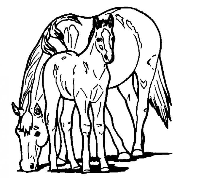 678x600 Horse Coloring Pages Printable Free Free Printable Horse Coloring