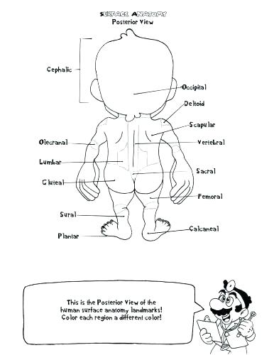 386x500 Printable Human Body Coloring Pages Anatomy Coloring Pages