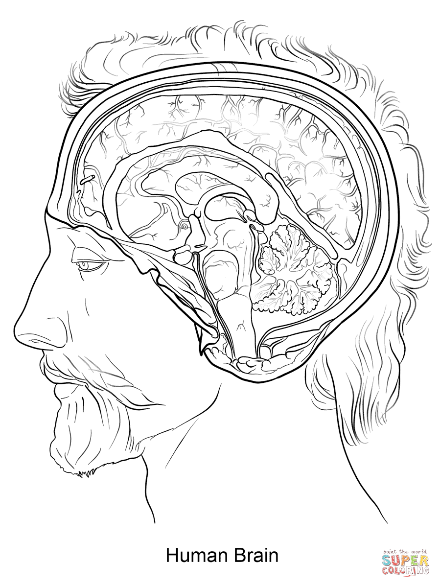 899x1199 Anatomy Coloring Pages Free Coloring Pages Anatomy Coloring Pages
