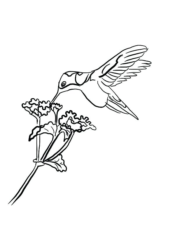 600x777 Free Printable Pictures Of Hummingbirds And Download And Relax