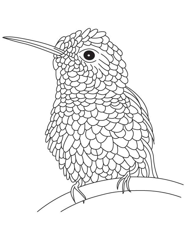 630x810 Humming Bird Coloring Page